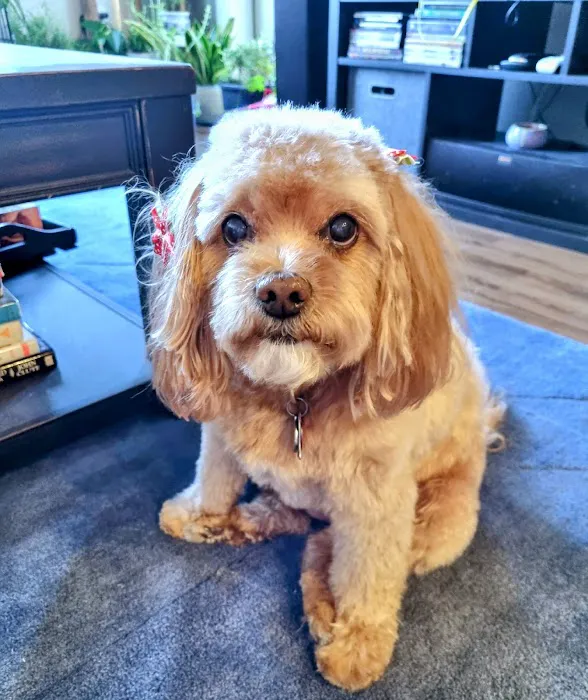 Avenues Pet Clinic 7
