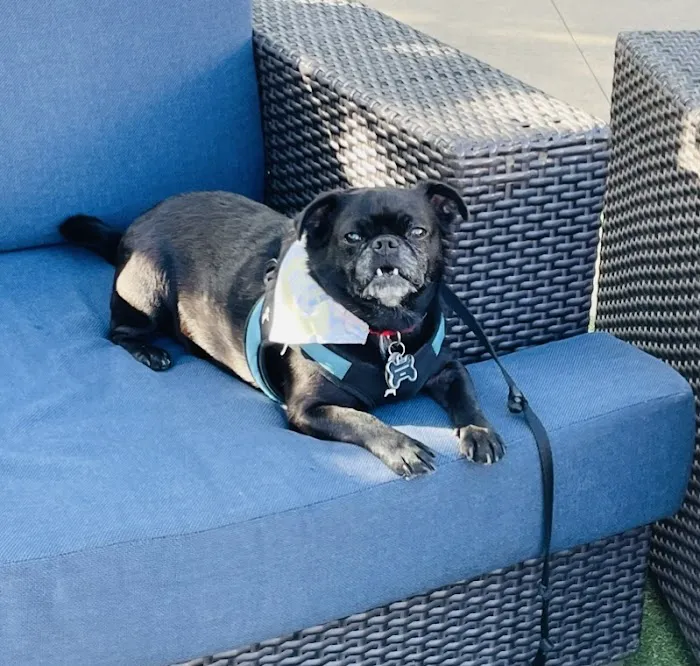 Avenues Pet Clinic 8