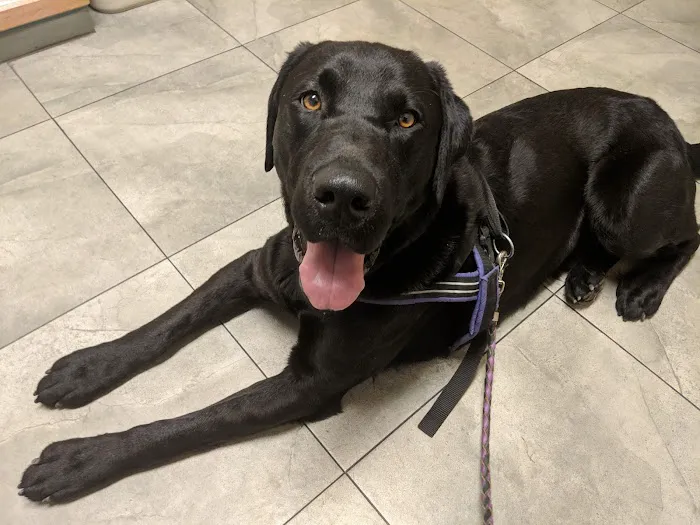 Avenues Pet Clinic 10