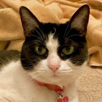 Avenues Pet Clinic ico