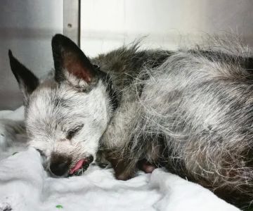 Red Butte Veterinary Care