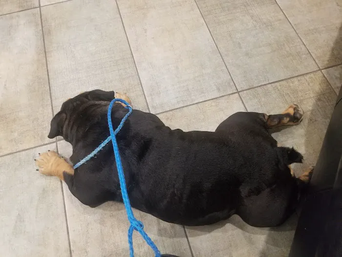 VCA All Pet Animal Hospital/Taylorsville 8