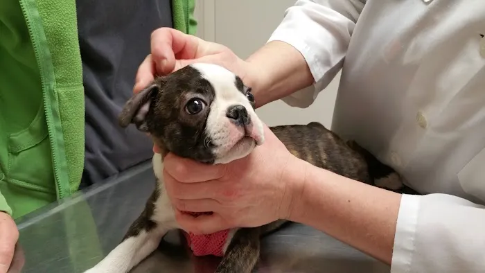Redwood Veterinary Hospital 1
