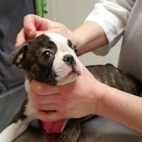 Redwood Veterinary Hospital ico