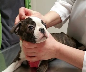 Redwood Veterinary Hospital