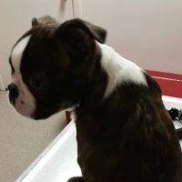 Hanfland Gina M DVM ico