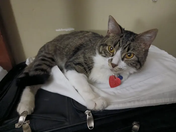 Millcreek Veterinary Clinic and Urgent Care 12