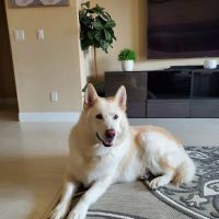VCA Blue Cross Animal Hospital ico