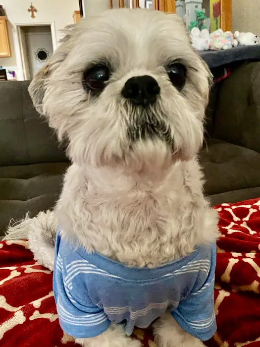 VCA Blue Cross Animal Hospital 3