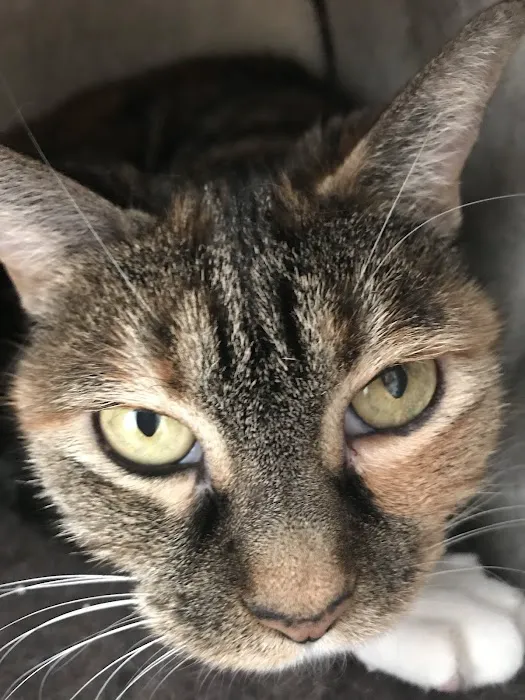 VCA Blue Cross Animal Hospital 5