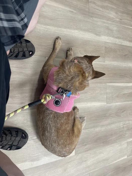 Animal Dental Specialists of Nevada 12