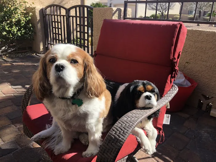 Animal Cardiology Specialists of Nevada 12