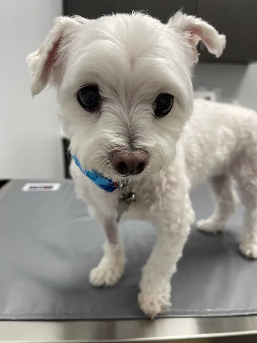 Animal Cardiology Specialists of Nevada 12