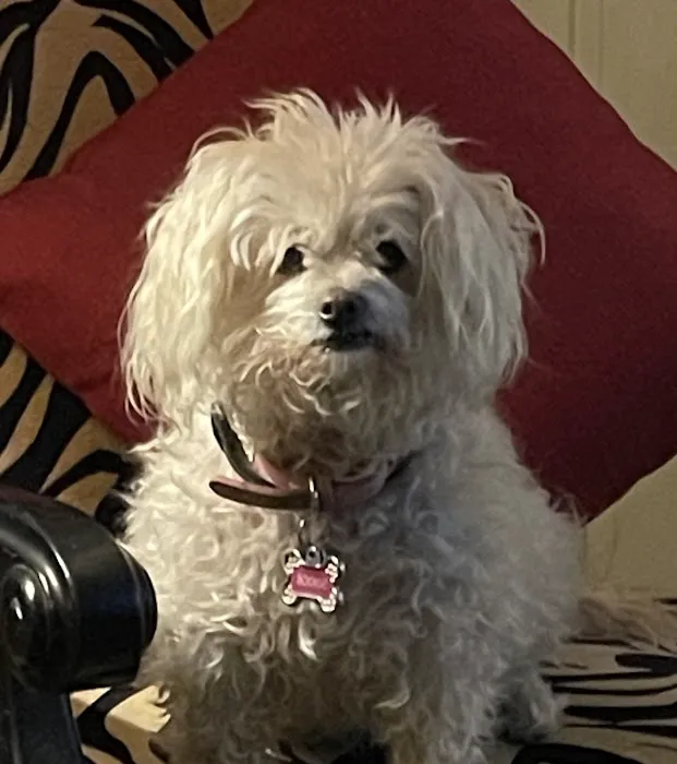 Animal Cardiology Specialists of Nevada 12