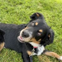 Animal Cardiology Specialists of Nevada ico