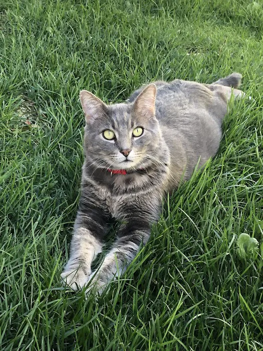Animal Cardiology Specialists of Nevada 12