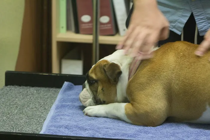 Integrative Veterinary Hospital, LLC 4