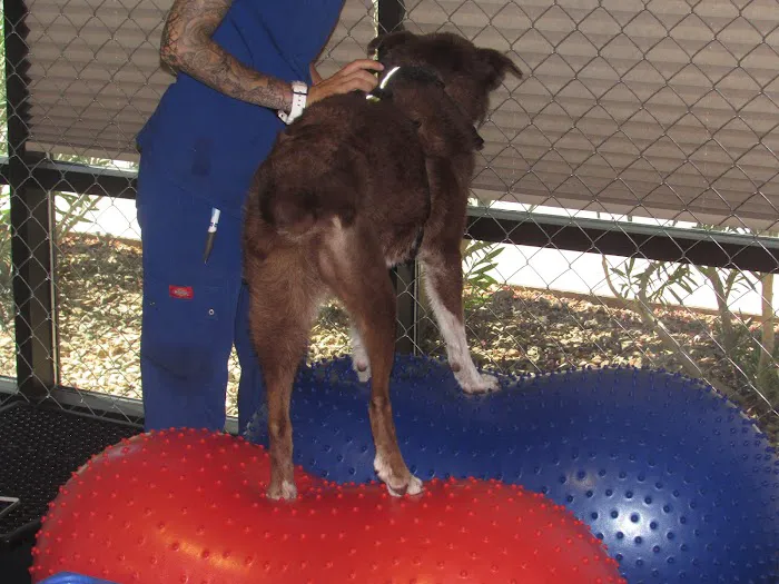 Integrative Veterinary Hospital, LLC 1