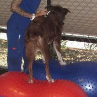 Integrative Veterinary Hospital, LLC ico