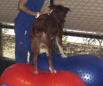 Integrative Veterinary Hospital, LLC