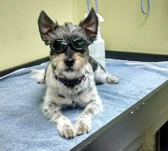 Integrative Veterinary Hospital, LLC 3