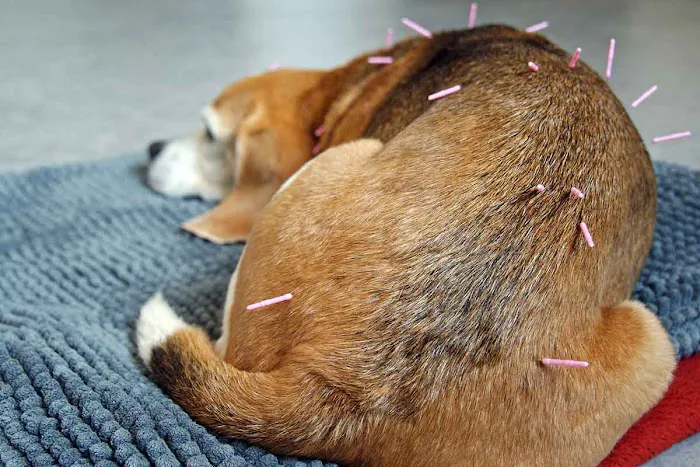 Integrative Veterinary Hospital, LLC 6