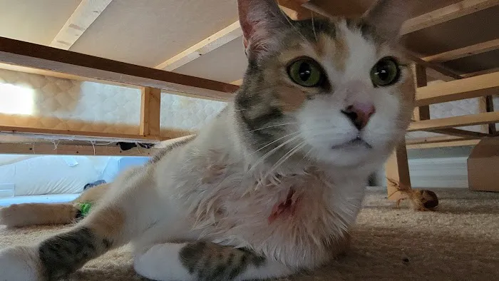 South Buffalo Springs Animal Hospital 2