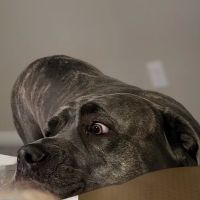 Banfield Pet Hospital ico