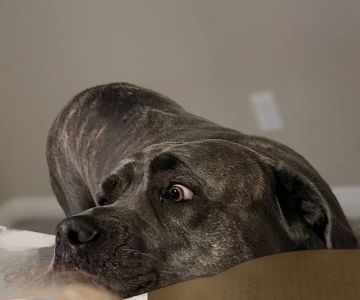 Banfield Pet Hospital