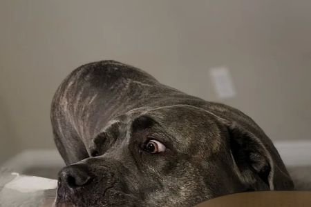 Banfield Pet Hospital