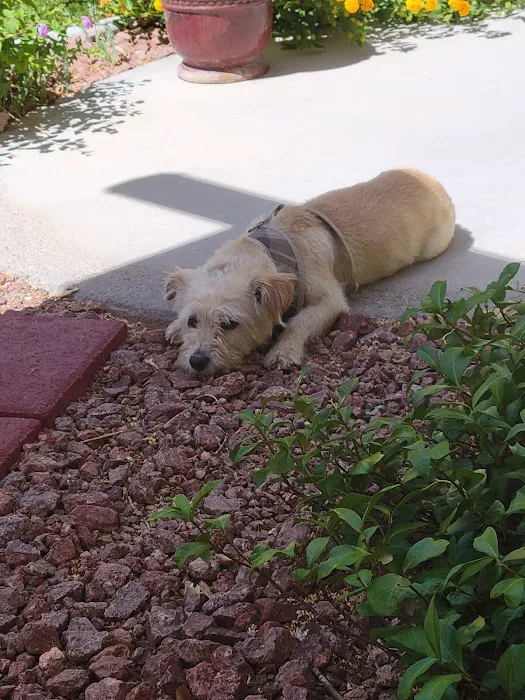 Spay & Neuter Center of Southern Nevada 7