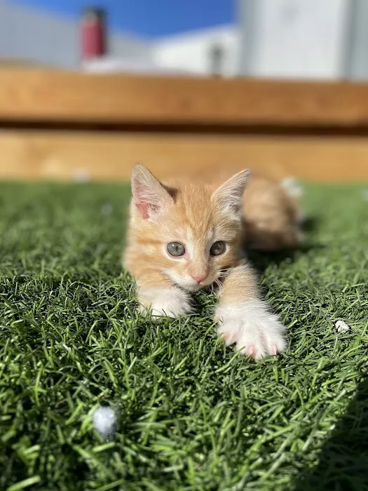 Spay & Neuter Center of Southern Nevada 1
