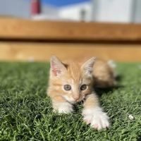 Spay & Neuter Center of Southern Nevada ico