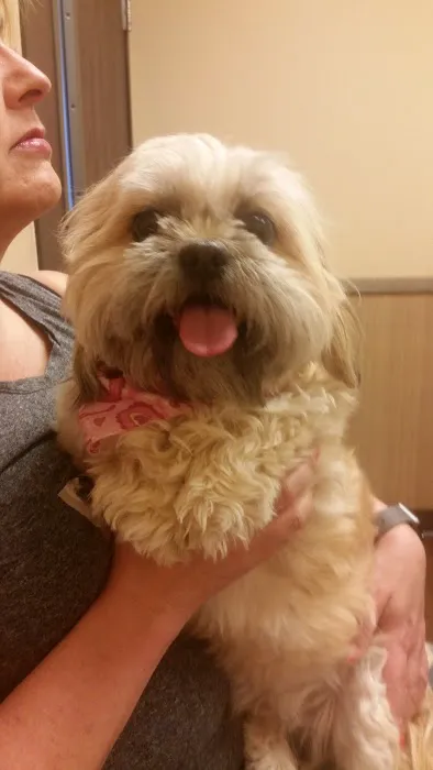 Town Center Animal Hospital 4
