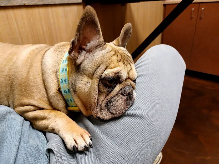 Town Center Animal Hospital 7