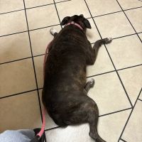 Southwest Animal Hospital ico