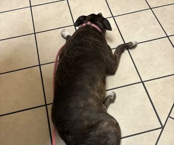 Southwest Animal Hospital