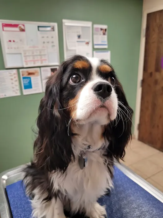 VCA Spring Mountain Animal Hospital 1
