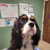 VCA Spring Mountain Animal Hospital ico
