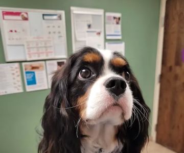 VCA Spring Mountain Animal Hospital