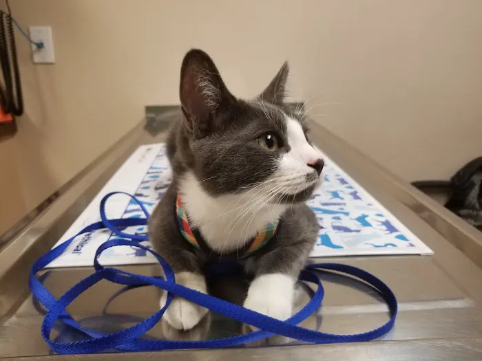 VCA Spring Mountain Animal Hospital 5