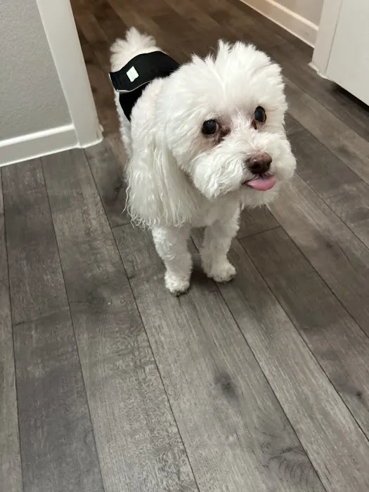 Sahara Pines Animal Hospital 12