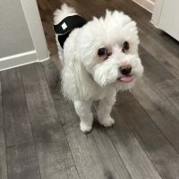 Sahara Pines Animal Hospital ico