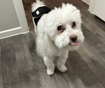 Sahara Pines Animal Hospital