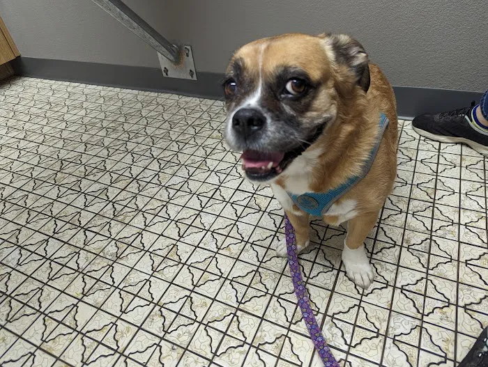 Sahara Pines Animal Hospital 12