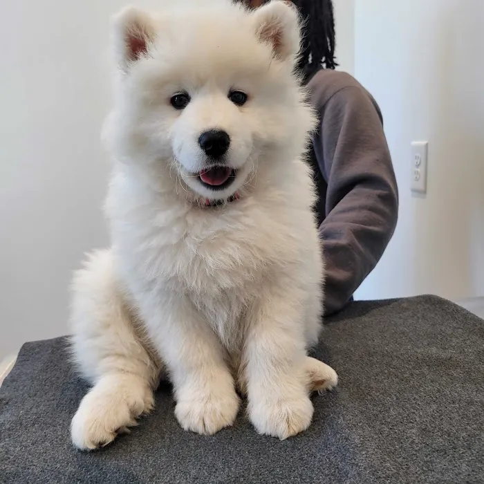 Petfolk Veterinary & Urgent Care - Southside 12