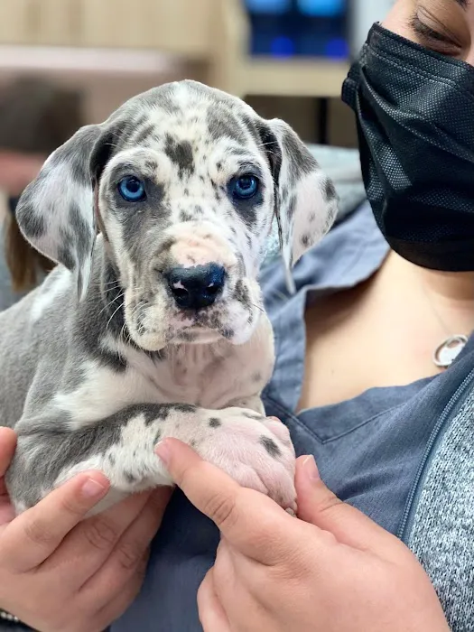 Petfolk Veterinary & Urgent Care - Southside 12