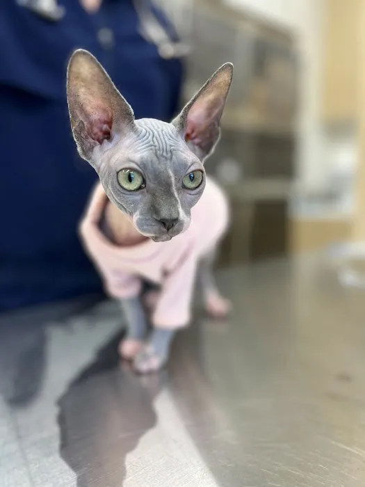 Petfolk Veterinary & Urgent Care - Southside 12