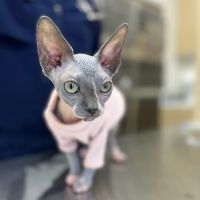 Petfolk Veterinary & Urgent Care - Southside ico