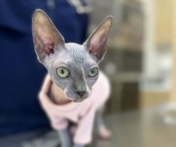 Petfolk Veterinary & Urgent Care - Southside
